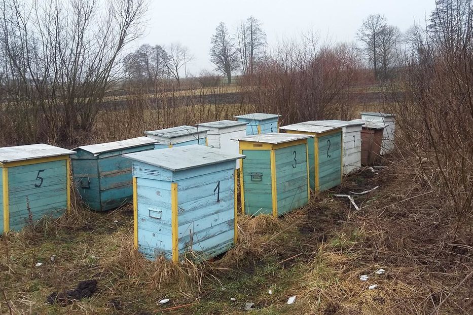 Продам Другое Другое Бджоли з вуликами 10 вуликів  2014 года в г. Дерно, Волынская область